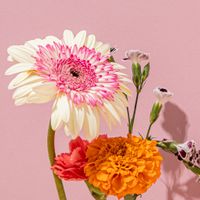 Faithful to Nature Gift Voucher - The Gift of Choice